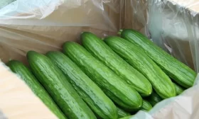 Всесезонный