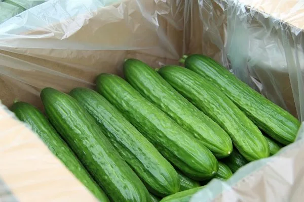 Всесезонный