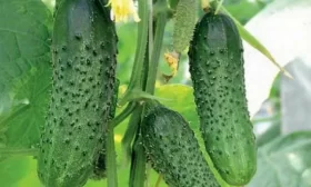 редиска Заря