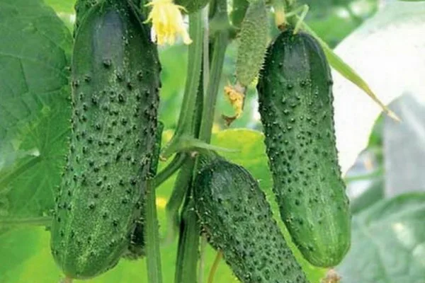 редиска Заря