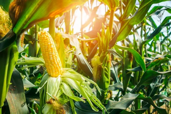 патиссон Диск