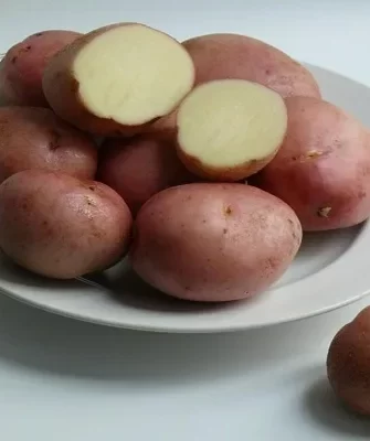 плоды сорта Ежики