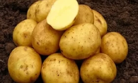 маринованные огурцы Гармония