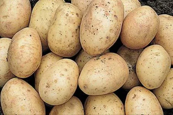 огурцы Лихач