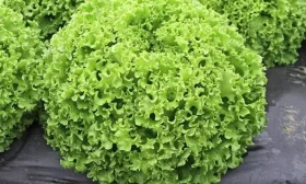 инжирный персик Бельмондо