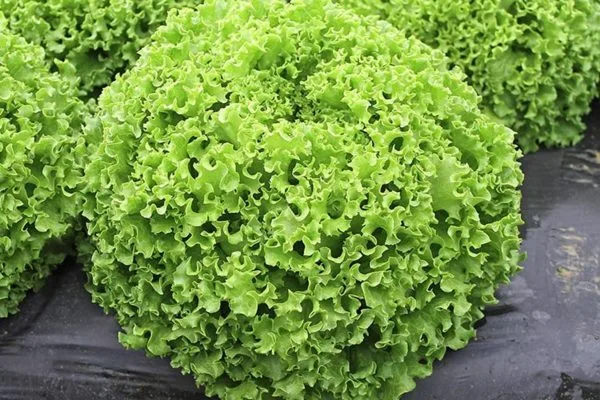 салат Лолло Бионда