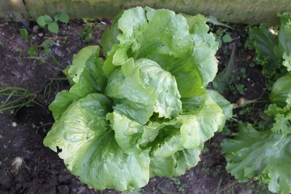 Крупнокочанный