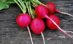 Сибирский гигант