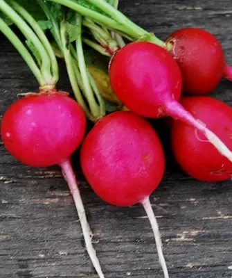 Сибирский гигант