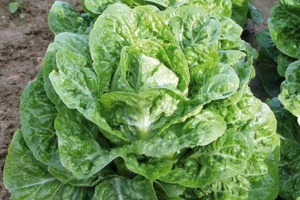 Московский парниковый