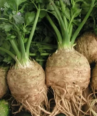 сельдерей Пражский гигант