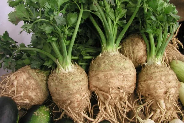 сельдерей Пражский гигант