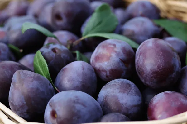 персики Коллинз