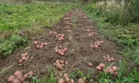 сбор урожая картофеля