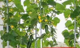 огурец сорта Балконный