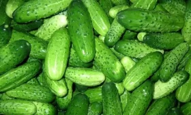 урожай огурцов Мастер