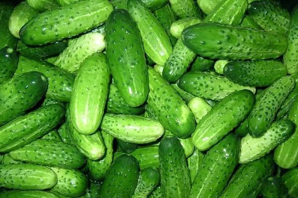 урожай огурцов Мастер