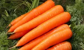 морковь Нантская