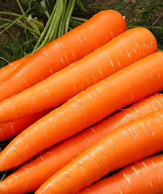 морковь Нантская