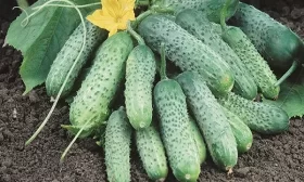 продуктивность сорта