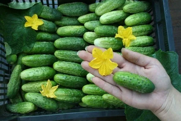 Кум да кума