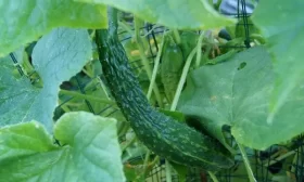 Анаконда - сорт огурцов