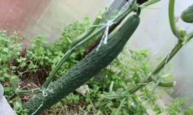 китайский длинный огурец Зеленый змей