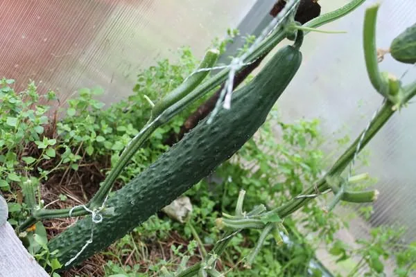 китайский длинный огурец Зеленый змей