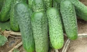 огурцы Цезарь