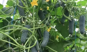 огурцы Северин