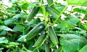 огурцы Козырная карта