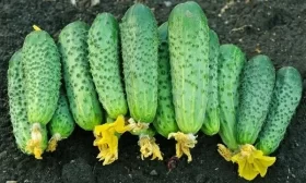 огурцы Дружная семейка