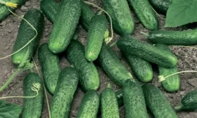 огурцы Все путем