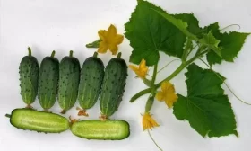 огурец Ежик