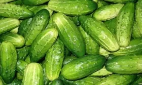 огурец Закусочный