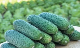 урожайность сорта Майский