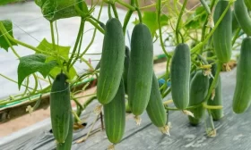 огурцы Герольд