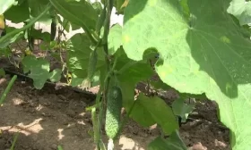 огурцы сорта Чайковский