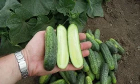 Рубинштейн