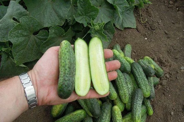 Рубинштейн