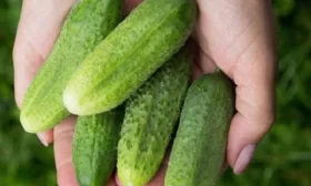 огурец Хруст