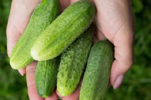 огурец Хруст