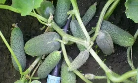 Бабушкин внучок