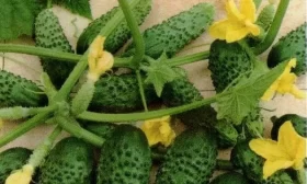 огурцы сорта Монастырский