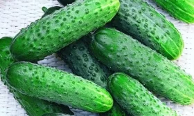 огурец Царский