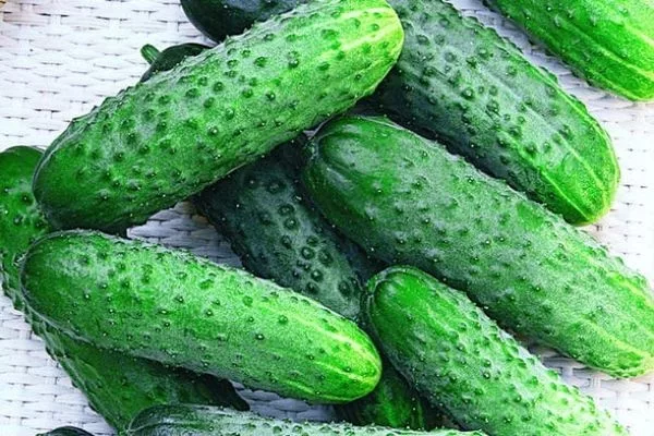 огурец Царский