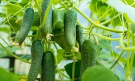 огурцы Букет для мамы