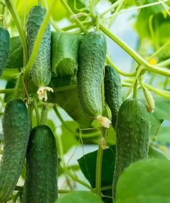 огурцы Букет для мамы