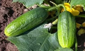 огурец Вязниковский 37