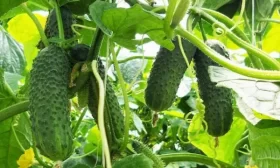 огурец Отелло